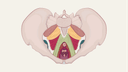 Your Pelvic Floor